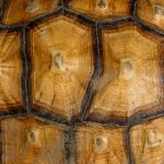 tortoise-shell