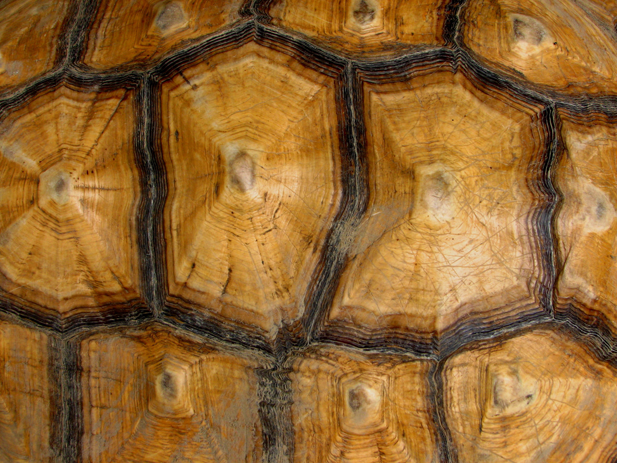 tortoise-shell