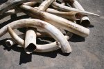 African elephant's ivory tusks 