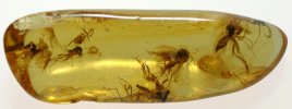 Yellow baltic amber with insect inclusions