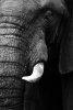 African female elephant's ivory tusk