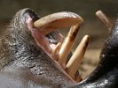 Teeth of Hippopotamus