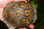 Carapace of Turtle at Monte Sano State Park in Alabama